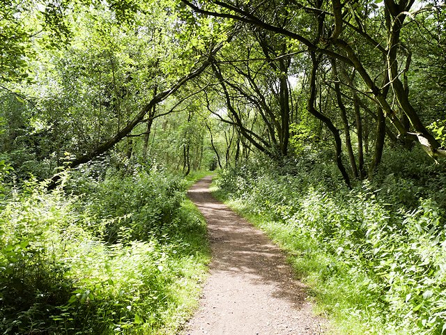 Featured image for Kingmoor Nature Reserve