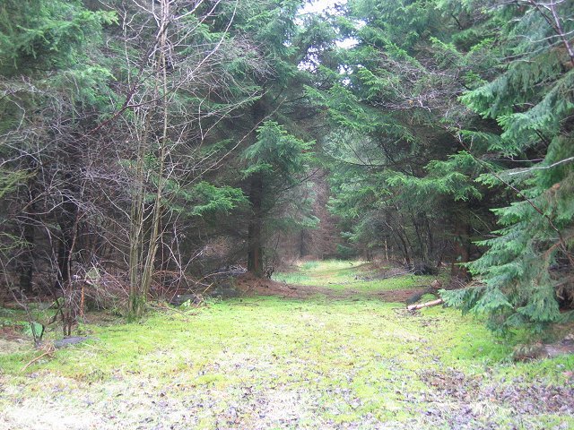 Featured image for Drummy Woods