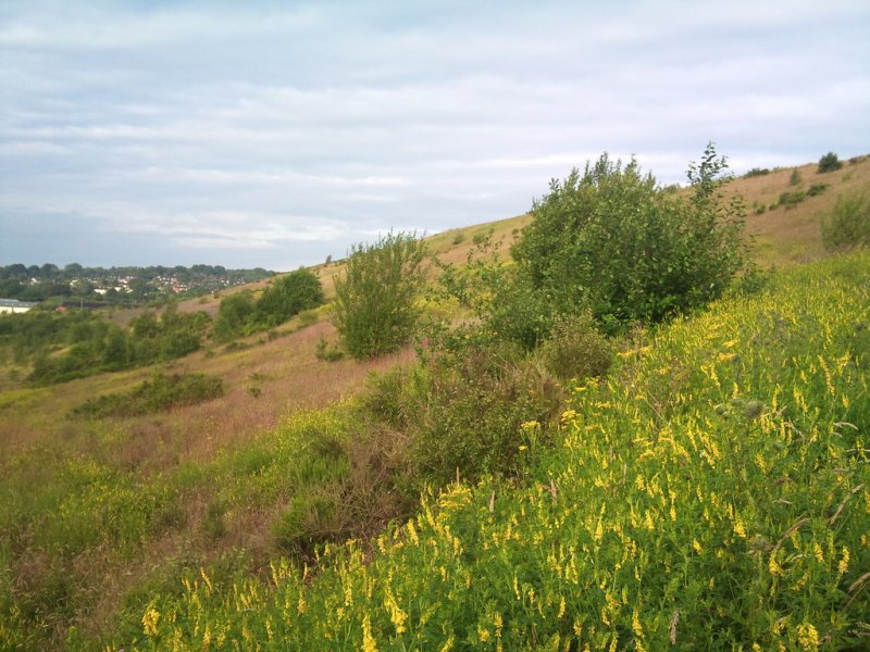 Featured image for Silverdale Country Park