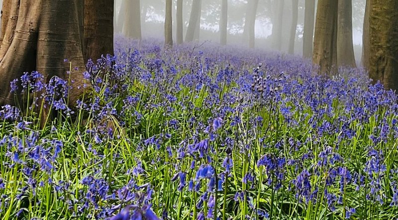 Featured image for Badbury Hill