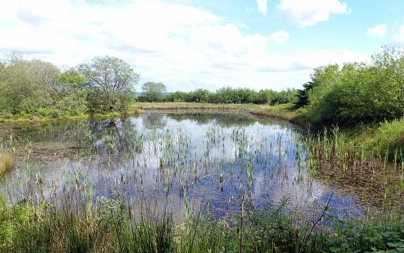 Featured image for Llyn Llech Owain Country Park