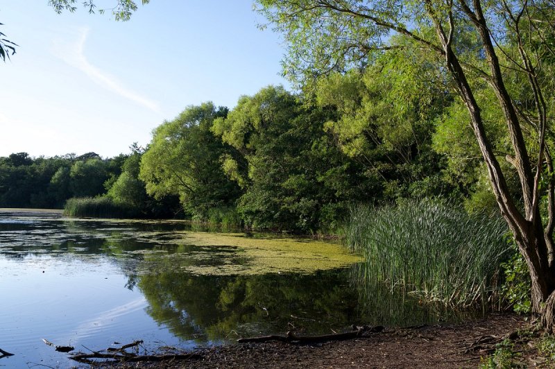 Featured image for Belhus Woods Country Park