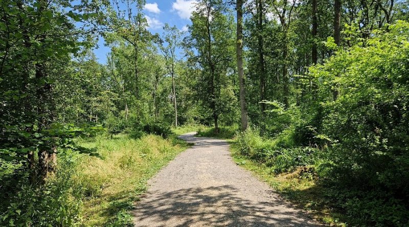 Featured image for Fineshade Wood