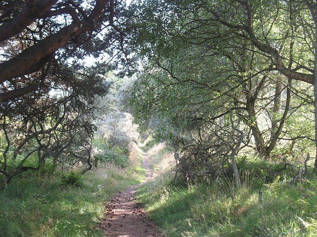 Featured image for Tentsmuir Forest and Beach