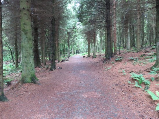 Blairadam Forest
