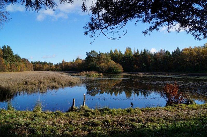 Featured image for Devilla Forest