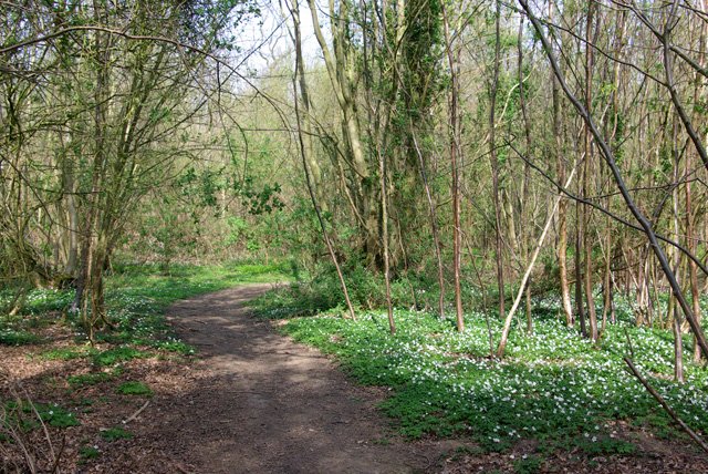 Garnetts Wood