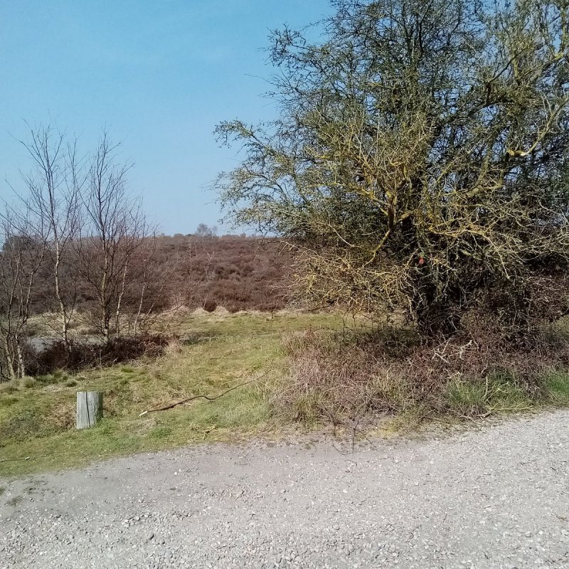 Featured image for Westleton Heath National Nature Reserve
