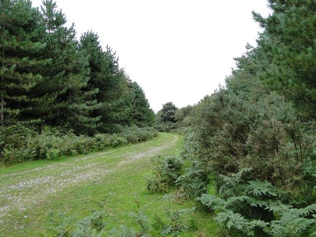 Featured image for Dunwich Forest