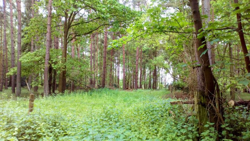 West Stow Country Park and Forest