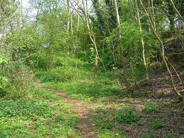 Featured image for Baulk Wood