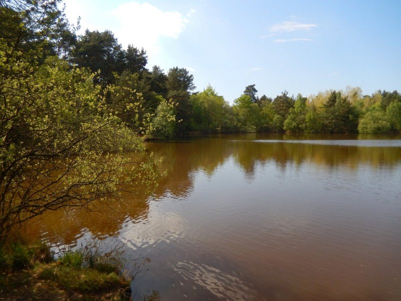 Featured image for Thursley National Nature Reserve