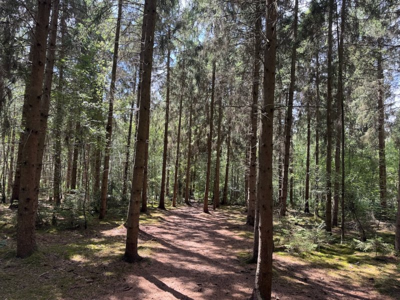 Featured image for Bernwood Forest