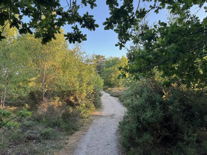 Featured image for Snelsmore Common Country Park