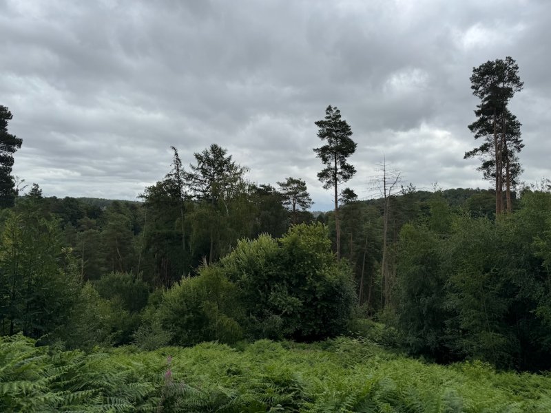 Featured image for Dimmingsdale