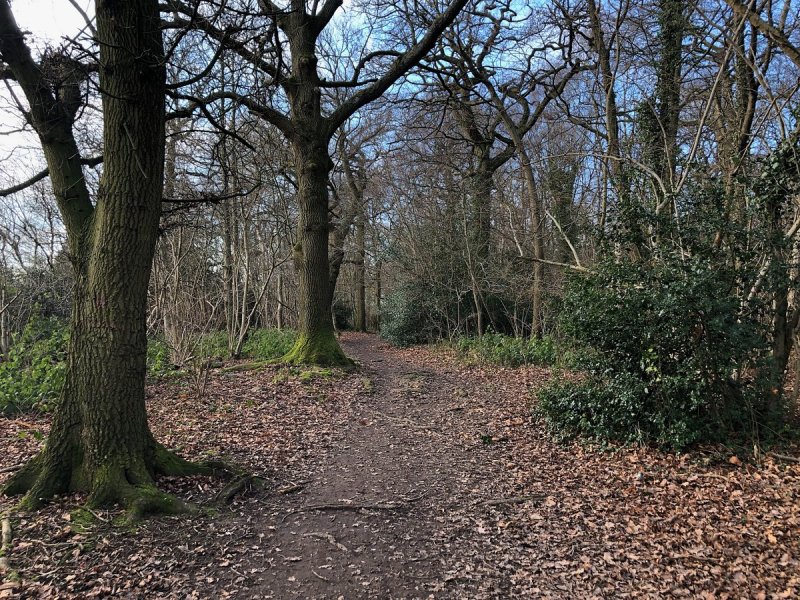 Featured image for Tile Hill Woods