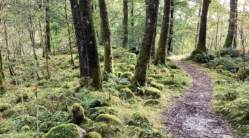 Featured image for The Lodge Forest Visitor Centre