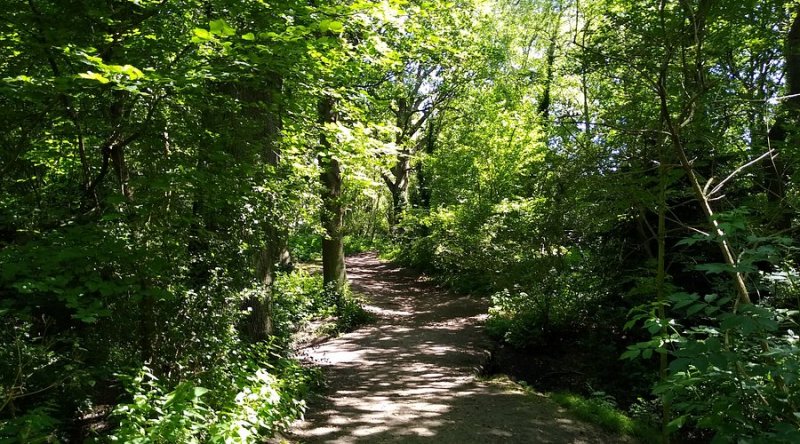 Featured image for Fir and Pond Woods