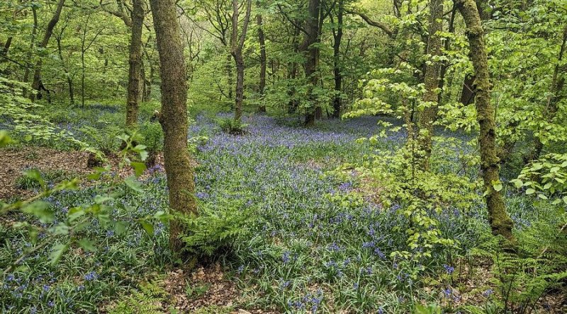 Featured image for Roddlesworth Reservoir