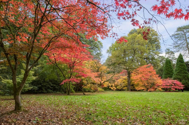 Featured image for Westonbirt, The National Arboretum