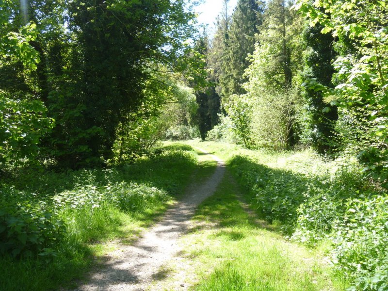 Featured image for Erlestoke Park Wood