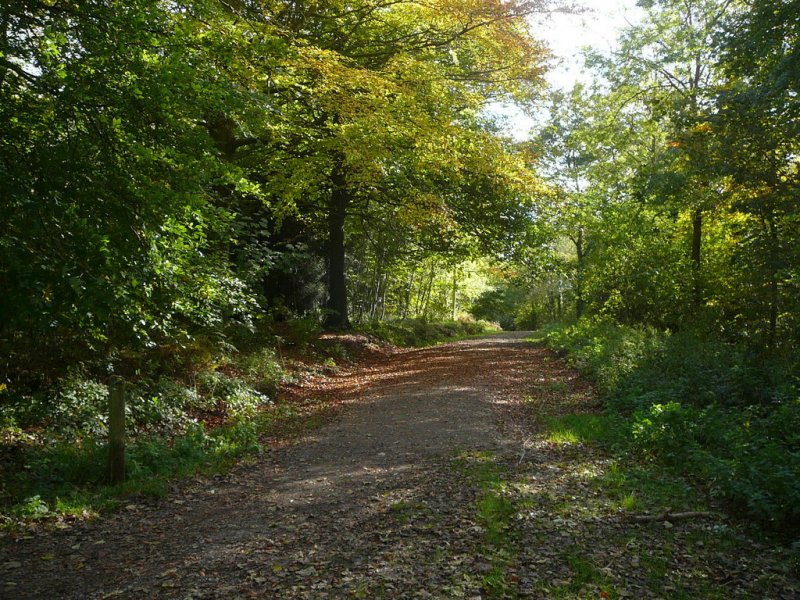 Featured image for Ashton Hill Woods