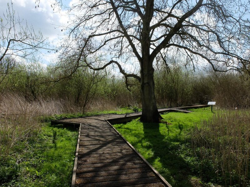 Featured image for Wandlebury Country Park