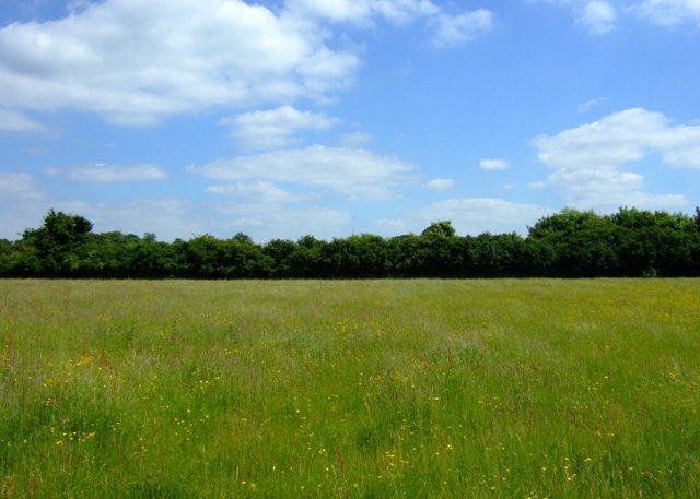 Featured image for Upwood Meadows National Nature Reserve