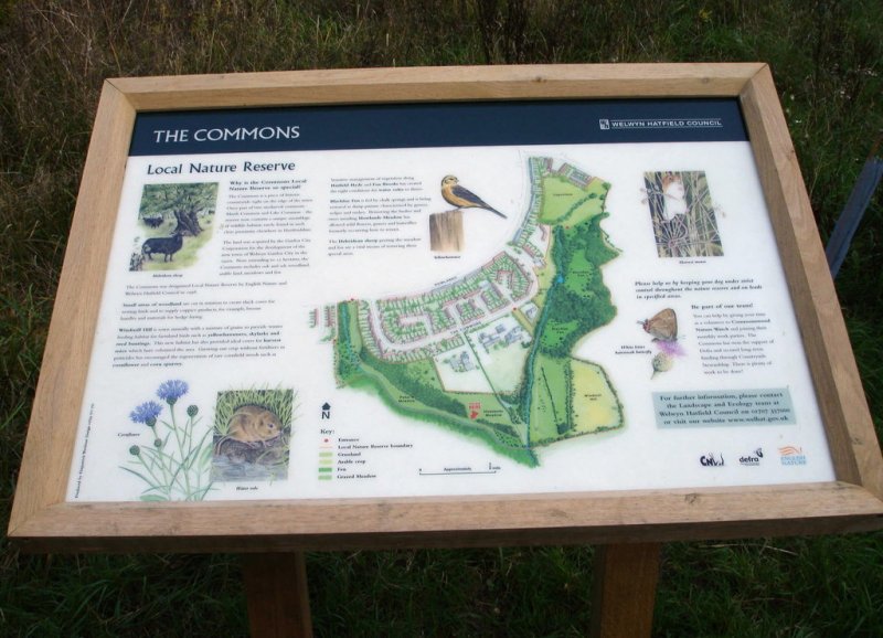 Featured image for The Commons Local Nature Reserve