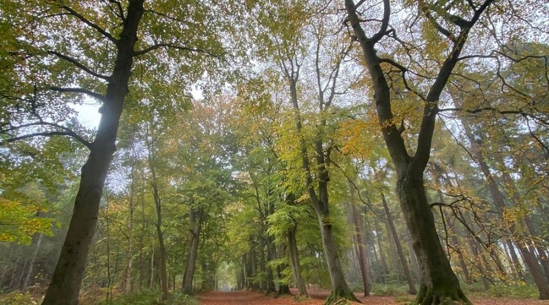 Featured image for Harlestone Firs