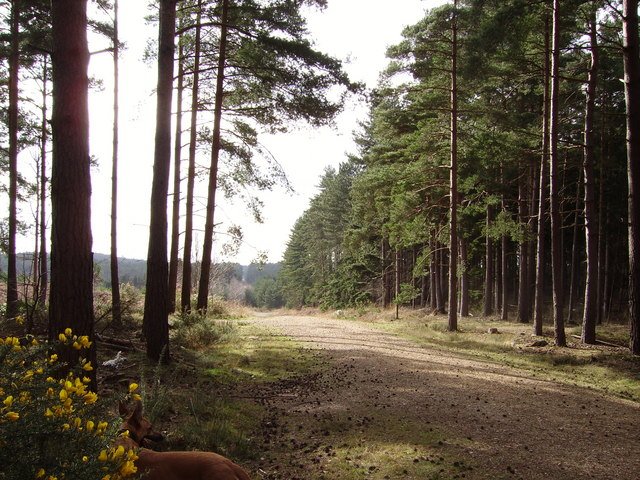 Swinley Forest