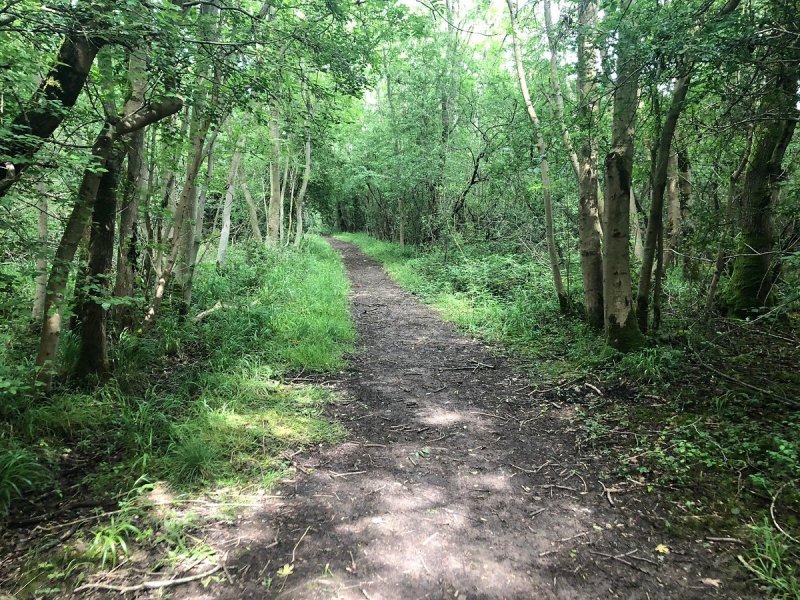 Featured image for Brampton Wood Nature Reserve