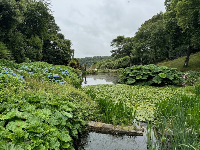 Featured image for Trebah Garden