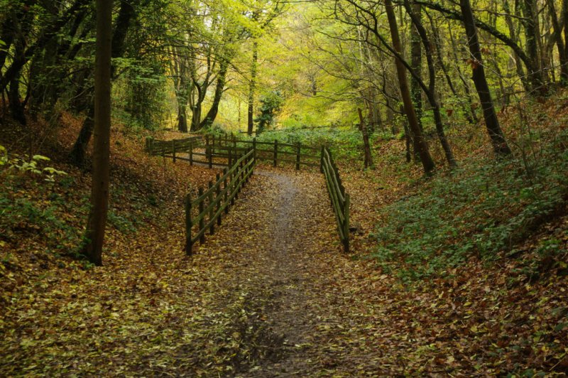 Featured image for Sherrardspark Wood