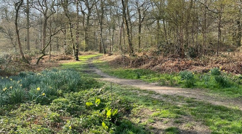 Featured image for Northaw Great Wood Country Park