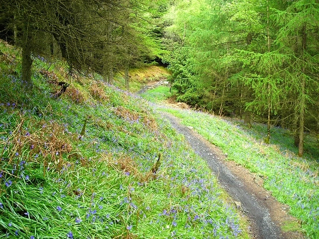 Featured image for Kirroughtree Forest