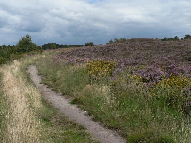Featured image for Talbot Heath Local Nature Reserve