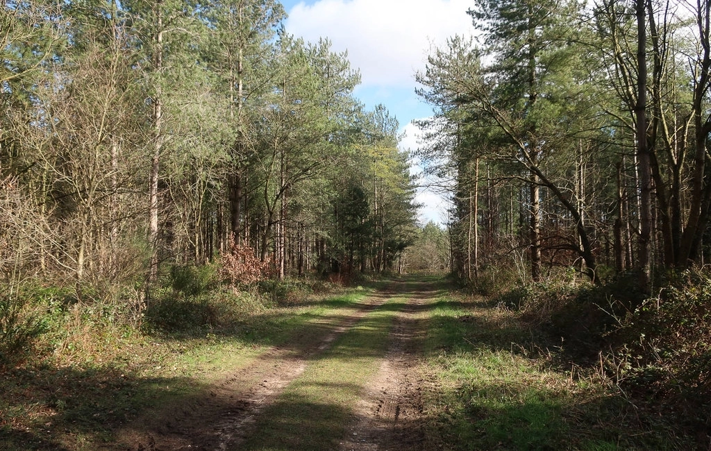 Featured image for Walk of the Month: Thetford Forest - Lynford Arboretum & River Little Ouse