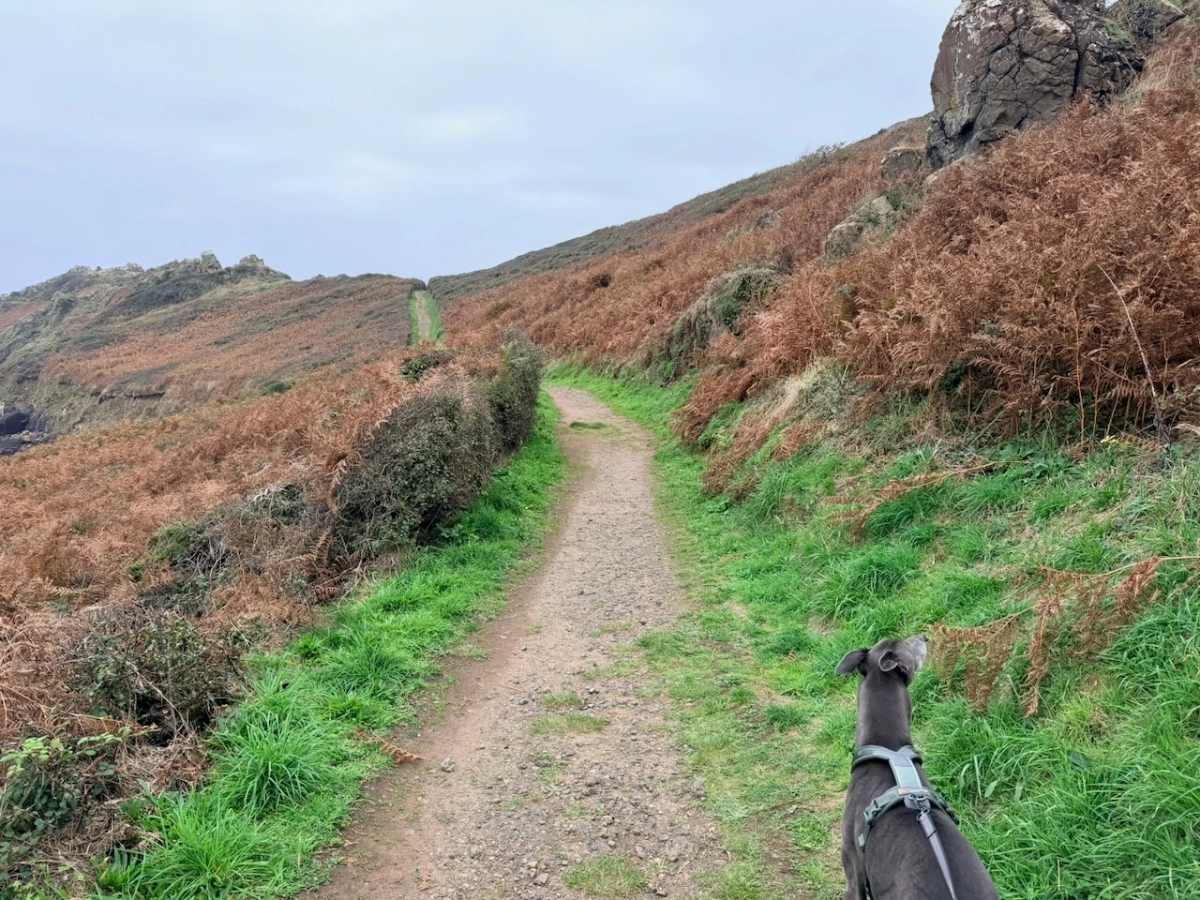 Featured image for Coverack & Black Head Circular