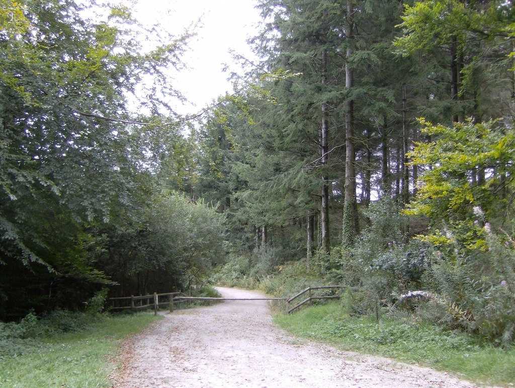 Featured image for Deerpark Wood & West Looe River Circular