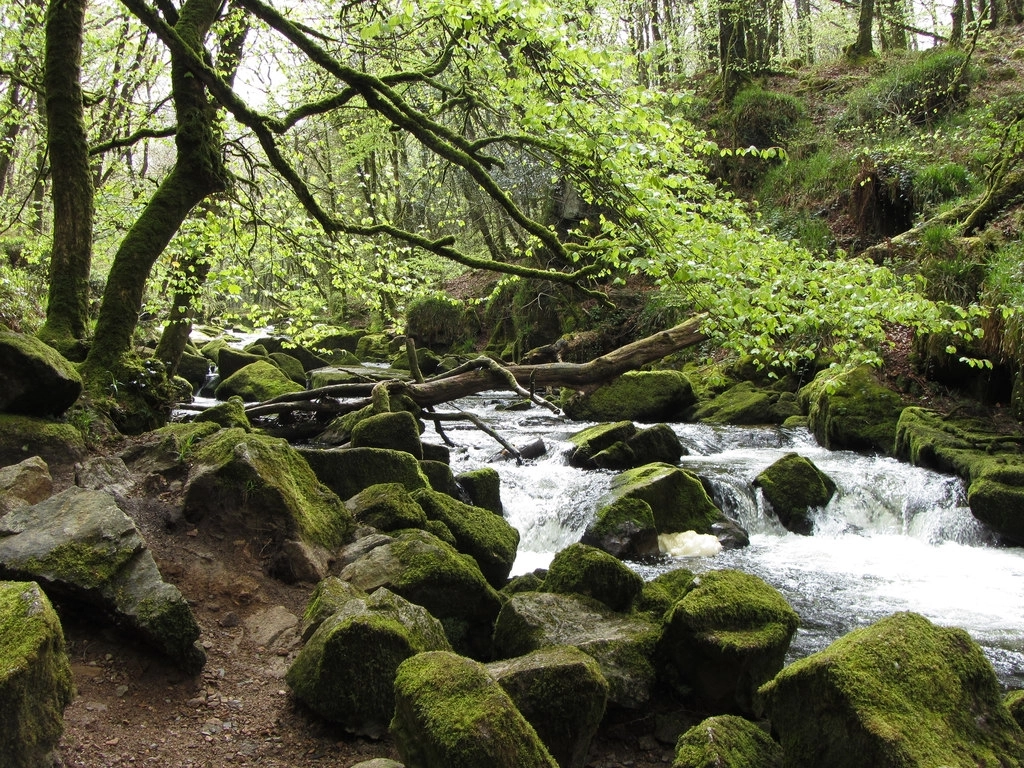Featured image for Golitha Falls to Siblyback Lake Dog Walk