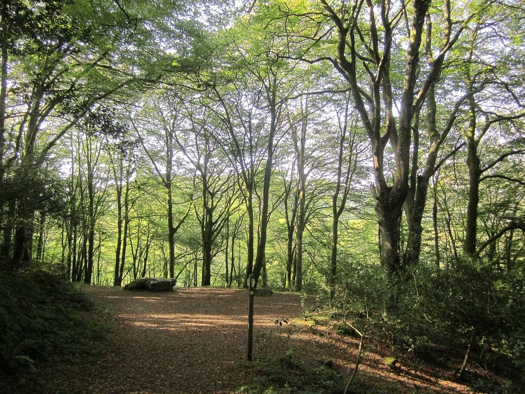 Featured image for West Looe Woods & Estuary Circular Dog Walk
