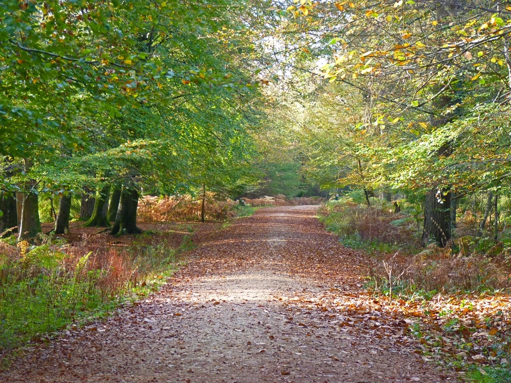 Featured image for Walk of the Month: Wilverley Inclosure Dog Walk